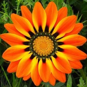 Meet your Posher, Vavale